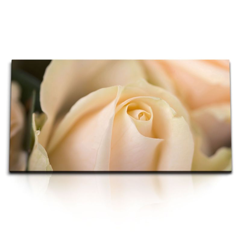 Kunstdruck Bilder 120x60cm Weiße Rose Rosenblüte Makro Fotokunst Blume