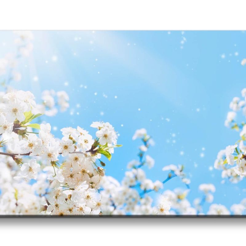 Leinwandbild 120x60cm Baumblüte Frühling Frühjahr weiße Blüten Sonnenstrahl