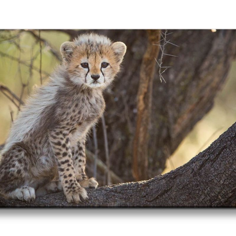 Leinwandbild 120x60cm Kleiner Gepard auf Baum Afrika Süß Kätzchen