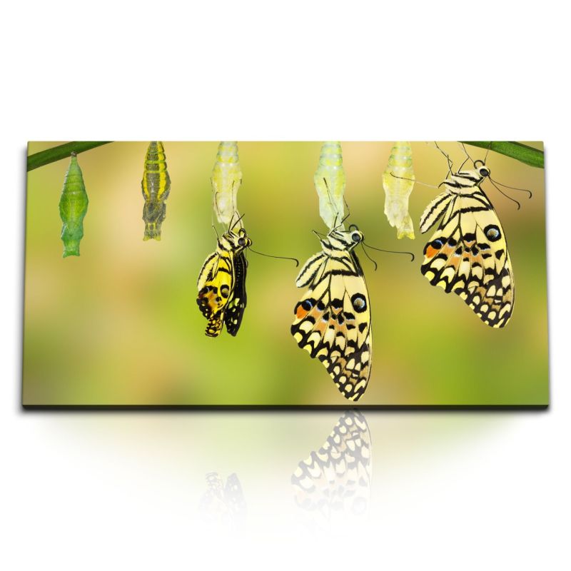 Kunstdruck Bilder 120x60cm Schmetterlinge Metamorphose Natur Grün