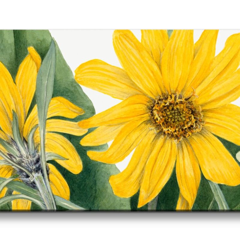 Remaster 120x60cm Botanische Zeichnung Balsamwurzeln Gelbe Blüten Blume Dekorativ