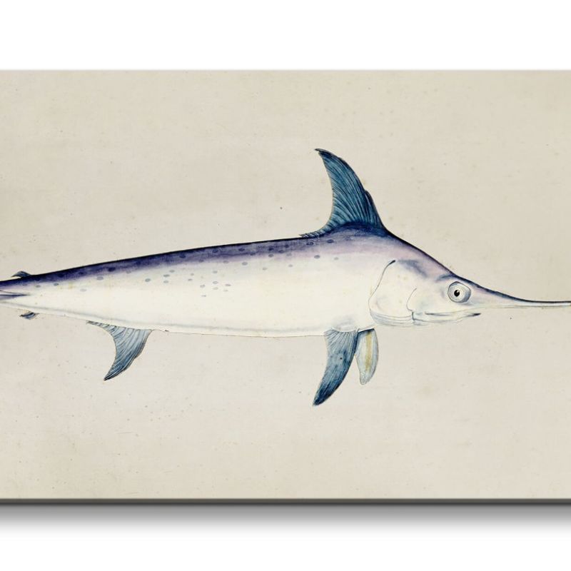 Remaster 120x60cm Alte Illustration Schwertfisch Fisch Dekorativ Kunstvoll Vintage