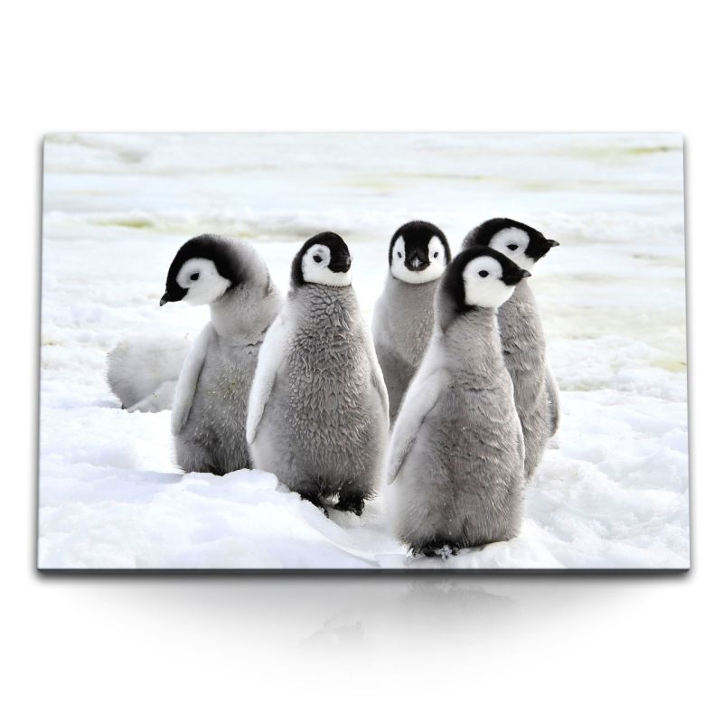 120x80cm Wandbild auf Leinwand Kleine Pinguine Babypinguine Eis Schnee Tierfotografie