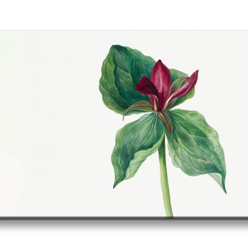 Remaster 120x60cm Botanische Vintage Illustration Trillium schöne Pflanze Dekorativ