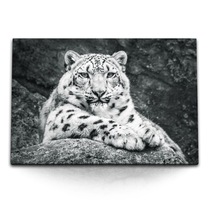 120x80cm Wandbild auf Leinwand Schneeleopard Schwarz Weiß Tierfotografie Raubkatze