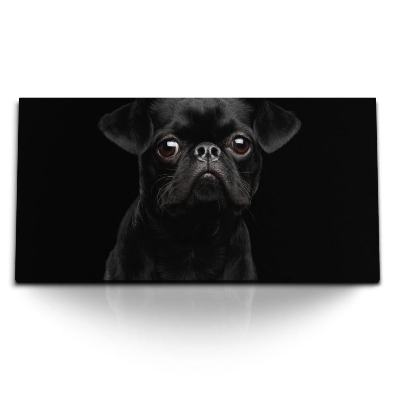 Kunstdruck Bilder 120x60cm Kleiner schwarzer Mops Hund Welpe Tierfotografie