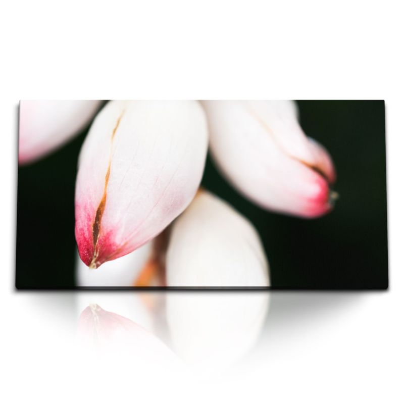 Kunstdruck Bilder 120x60cm Blumenknospen weiße Blüten schwarzer Hintergrund Fotokunst