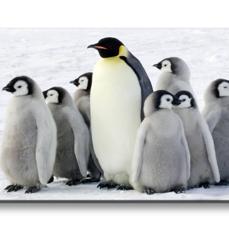 Leinwandbild 120x60cm Pinguine Babys Kaiserpinguine Flauschig Eis Schnee