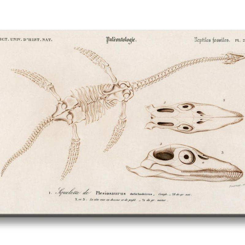 Remaster 120x60cm Alte Zeichnung Dinosaurier Fossil Plesiosaurier Vintage Illustration