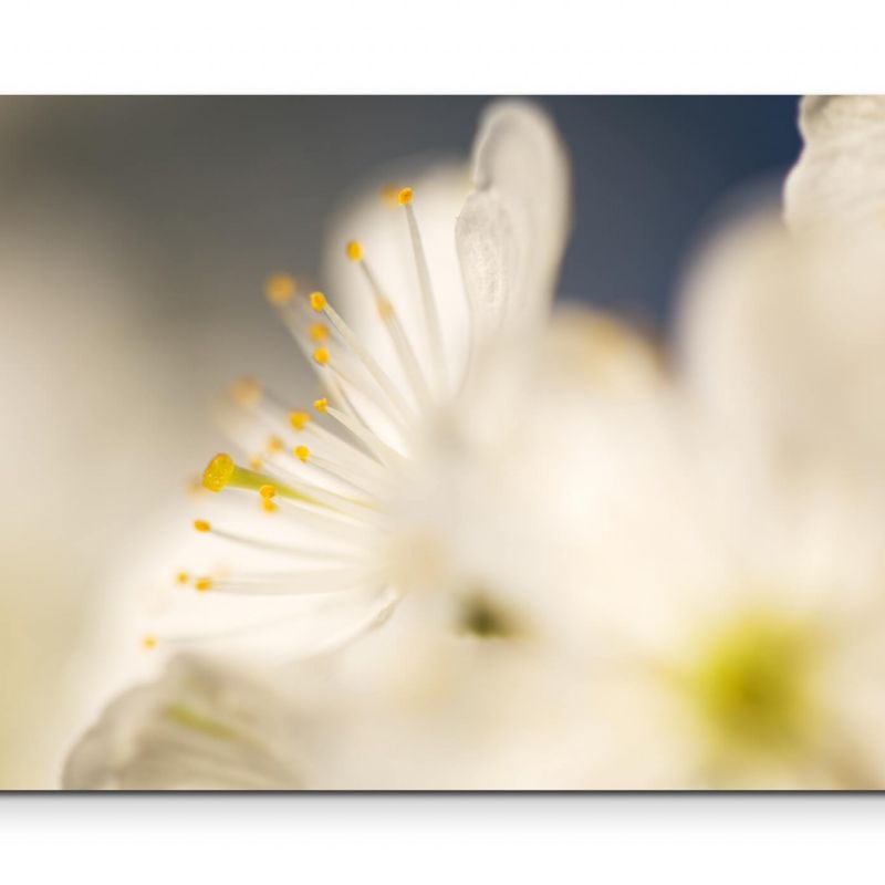 Kirschblüte  Fotografie soft – Leinwandbild