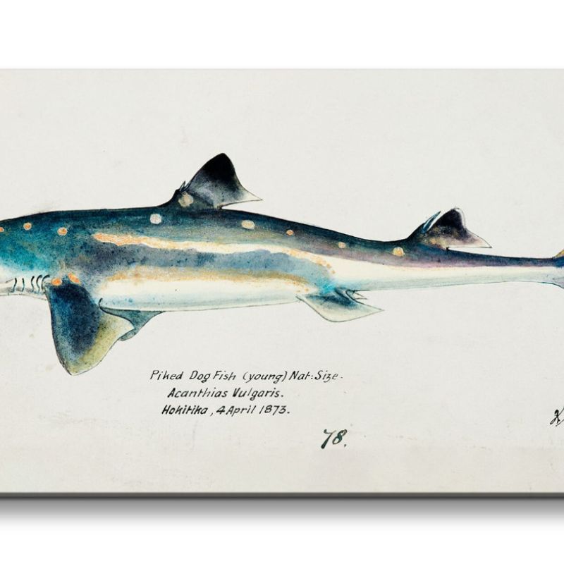 Remaster 120x60cm Hai Dornhai Spiny Dogfish alte Illustration Vintage Forschung Evolution