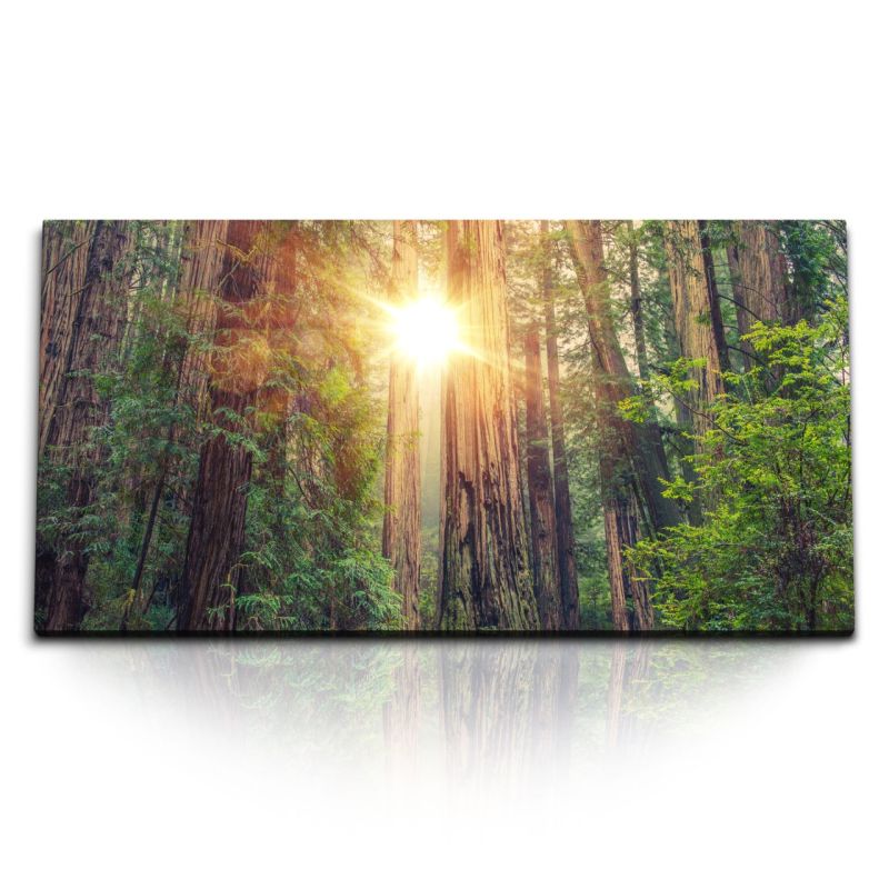 Kunstdruck Bilder 120x60cm Redwood Nationalpark Kalifornien große Bäume Sonnenstrahl