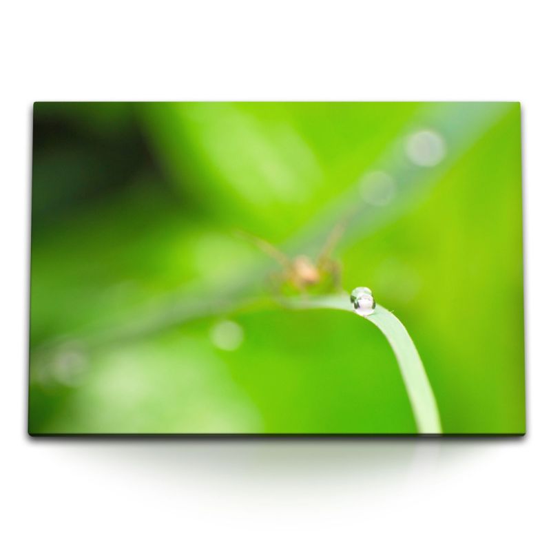 120x80cm Wandbild auf Leinwand Grüne Natur Pflanze Makrofotografie Wasserperlen