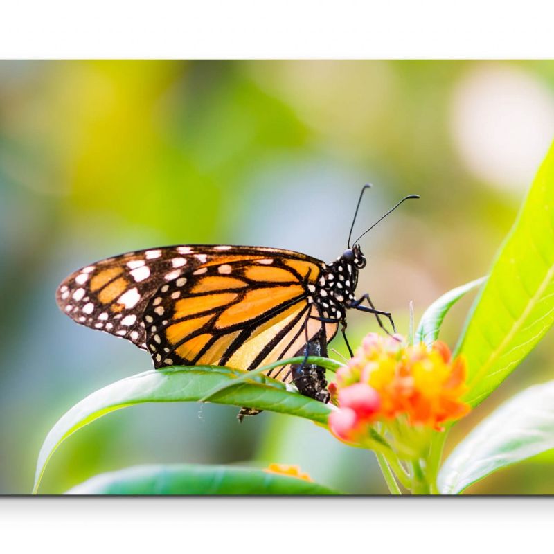 Schmetterling auf einer Blüte  Frühling – Leinwandbild