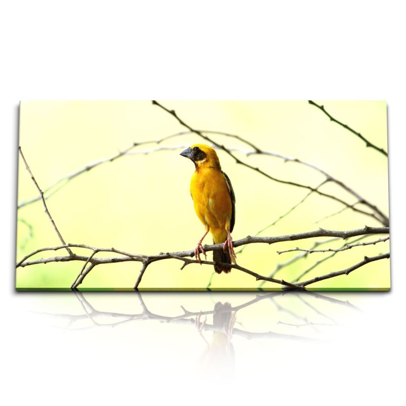 Kunstdruck Bilder 120x60cm Webervogel gelber Vogel Ast Vogelfotografie Natur