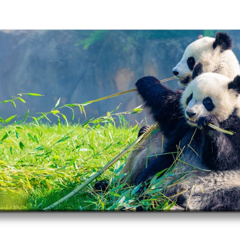 Leinwandbild 120x60cm Panda Pandabär Flauschig Süß Lieblich Niedlich Natur