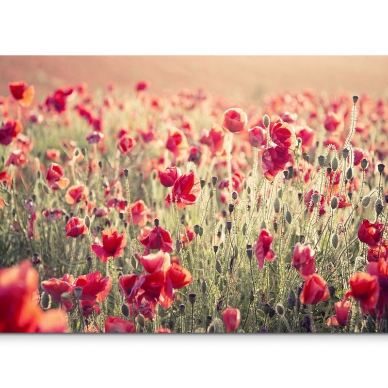 120x80cm Wandbild Mohnblumen Wiese Feld Sommer