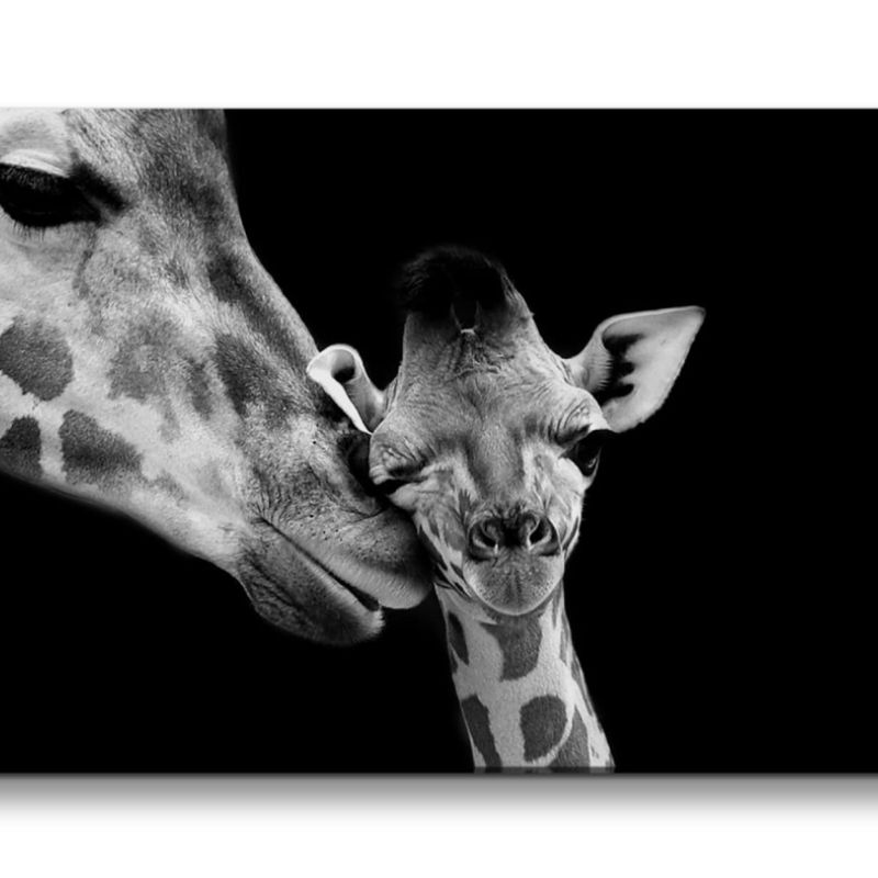 Leinwandbild 120x60cm Giraffen Baby Schwarz Weiß Tierfotografie Lieblich