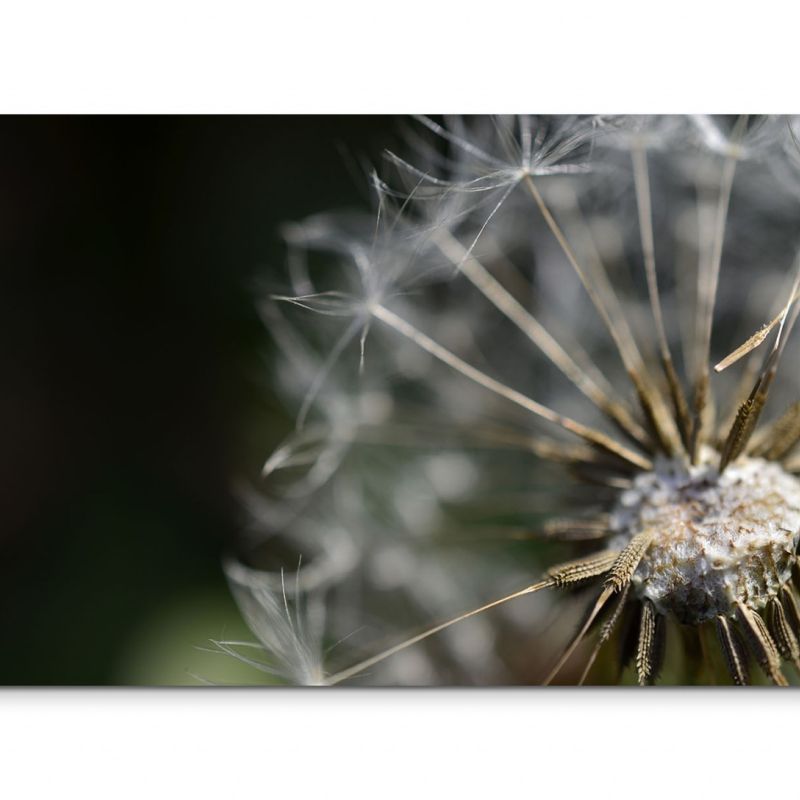 120x80cm Wandbild Pusteblume Löwenzahn Nahaufnahme