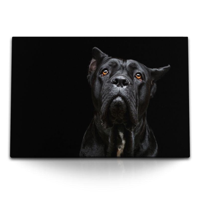 120x80cm Wandbild auf Leinwand Cane Corso Italiano schwarzer Hund Tierfotografie