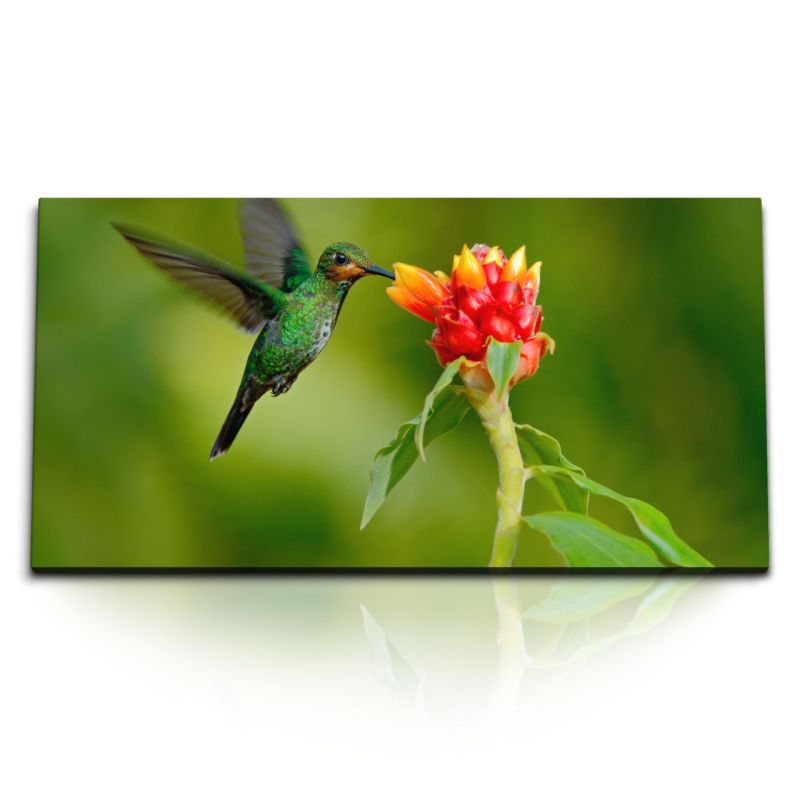 Kunstdruck Bilder 120x60cm Kolibri exotische Blume Grün kleine Vogel