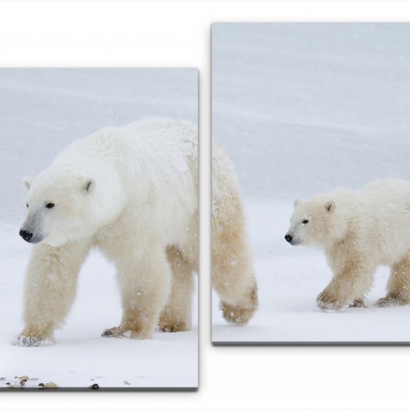 Eisbären im Schnee Wandbild in verschiedenen Größen