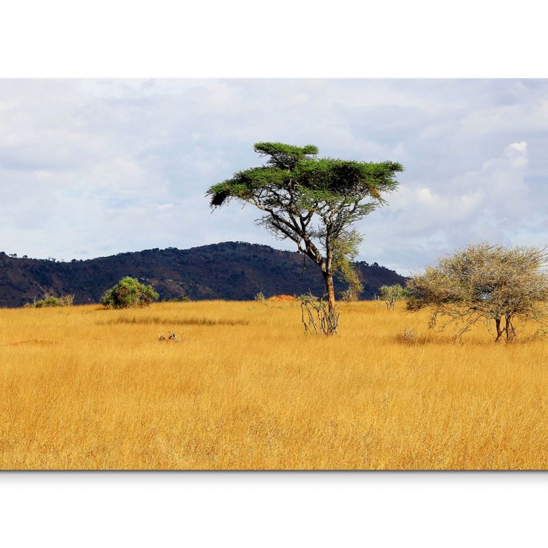 120x80cm Wandbild Kenia Savanne Akazien Gras