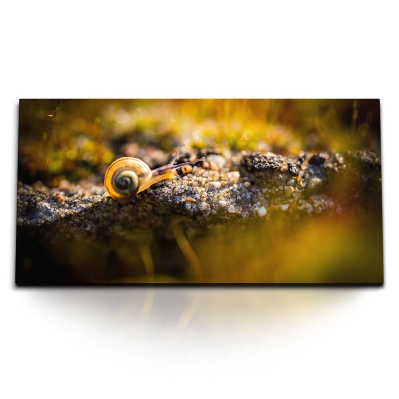 Kunstdruck Bilder 120x60cm Schnecke Fotokunst Makro Natur Tierfotografie