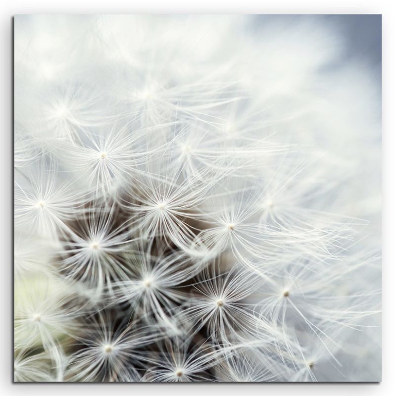 Naturfotografie – Löwenzahn in Nahaufnahme auf Leinwand