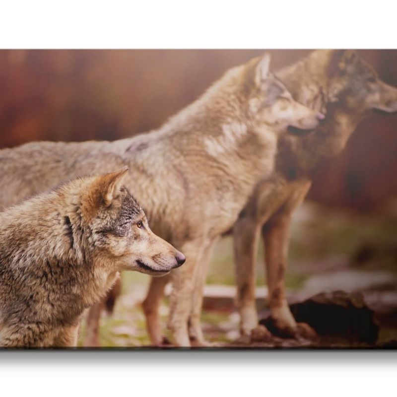 Leinwandbild 120x60cm Wölfe Wald schöne Tiere Raubtier Wild Frei