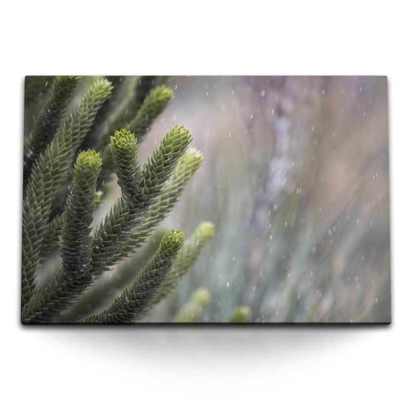 120x80cm Wandbild auf Leinwand Grüne Pflanze Zapfen Schnee Winter Natur