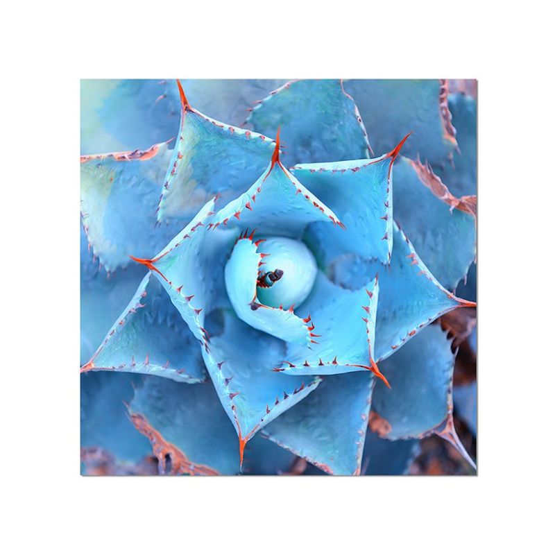 80x80cm Agave Pflanze Nahaufnahme blaugrau