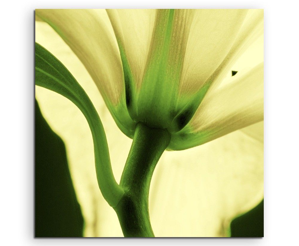 Naturfotografie – Pastellgelbe Lilie auf Leinwand