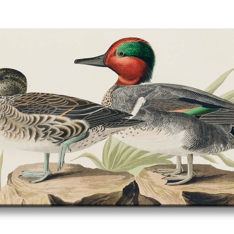 Remaster 120x60cm Kunstvolle Vintage Illustration von Vögel Exotisch Schön Natur Dekorativ Enten