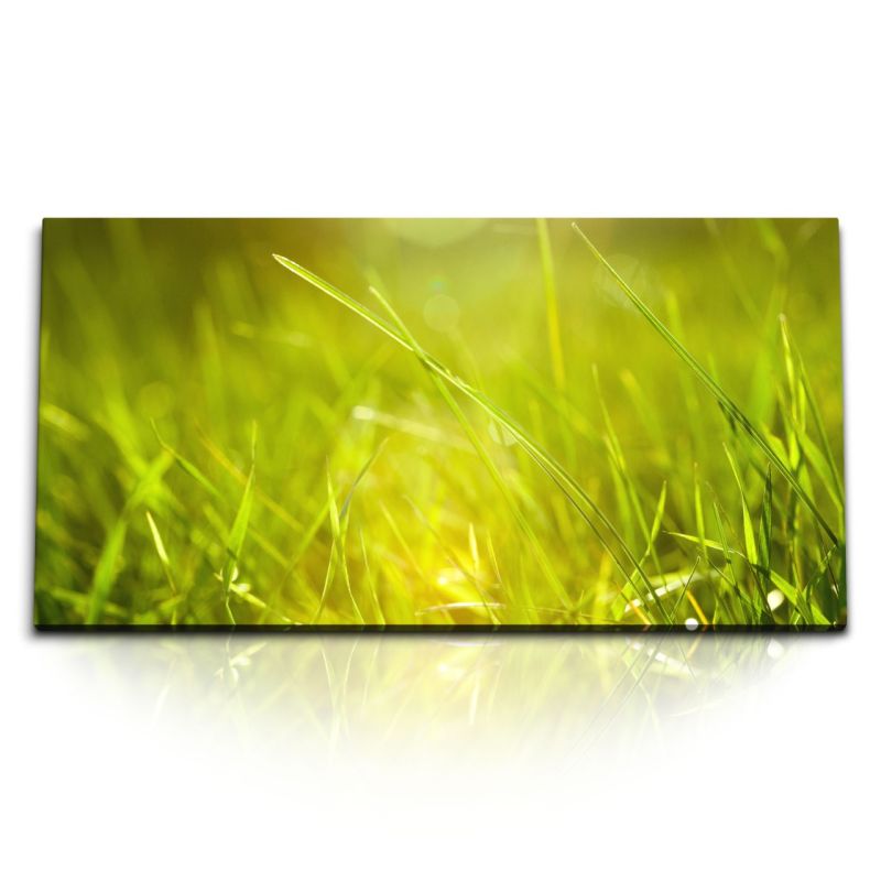 Kunstdruck Bilder 120x60cm Wiese Gras Grashalme Grün Natur Sonnenschein