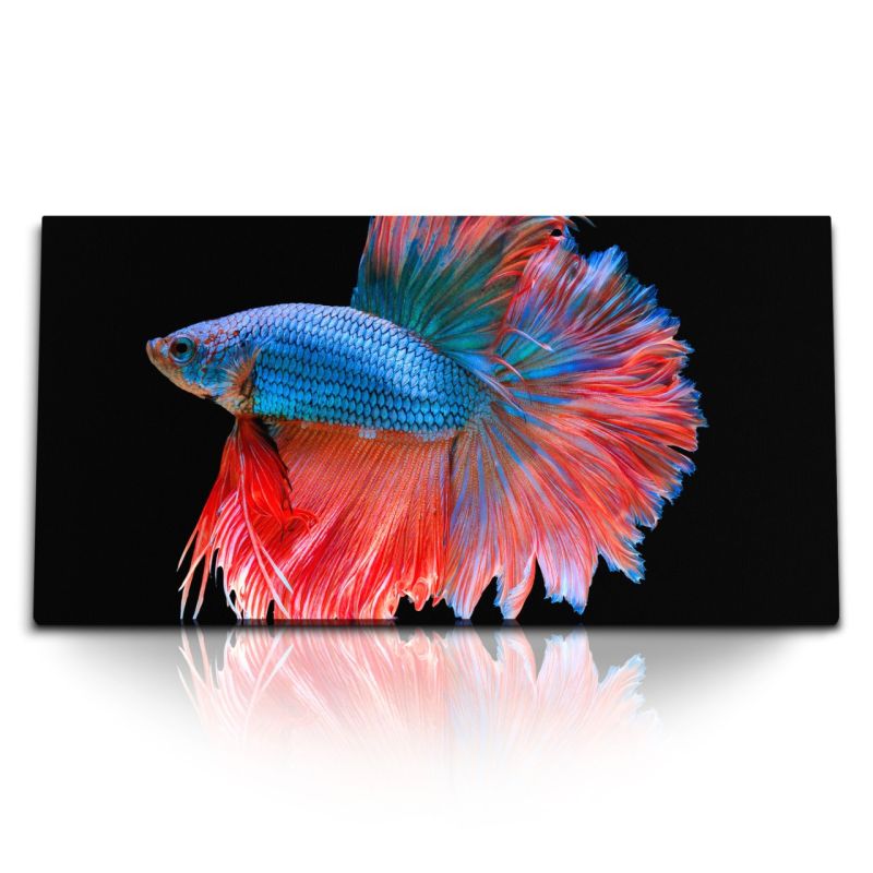 Kunstdruck Bilder 120x60cm Kampffisch Aquarienfisch Tierfotografie schwarzer Hintergrund