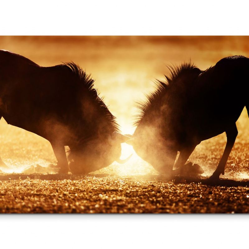 120x80cm Wandbild Gnus Kampf Dunst Sonnenlicht Kalahari Wüste