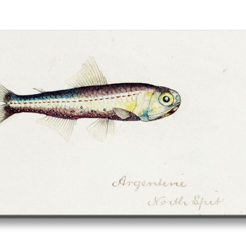 Remaster 120x60cm Kleiner Fisch Illustration Vintage Dekorativ Dekor