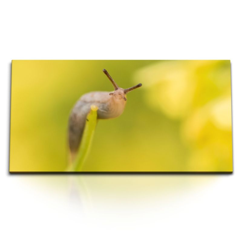 Kunstdruck Bilder 120x60cm Schnecke Nacktschnecke Nahaufnahme Gelb Natur