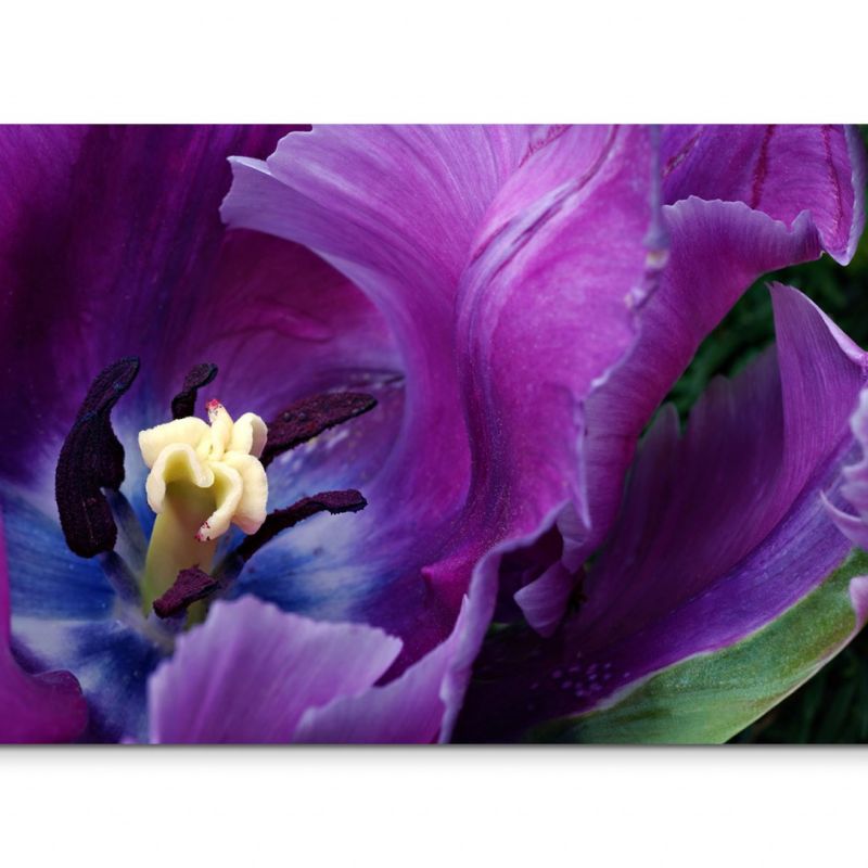 120x80cm Wandbild Tulpe Blüte Nahaufnahme