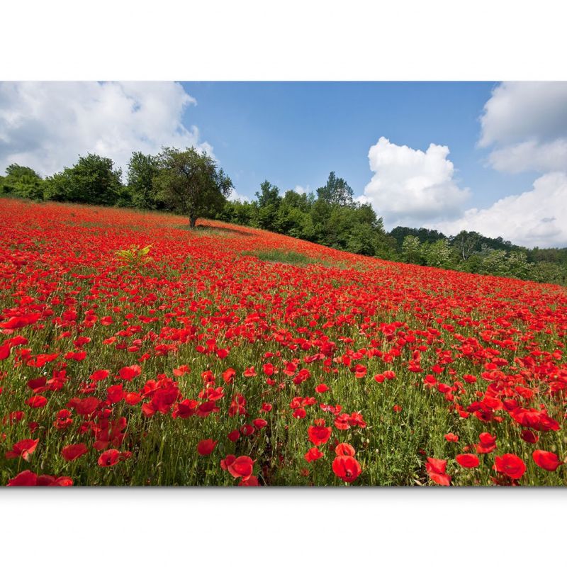 120x80cm Wandbild Mohnblumen Feld Bäume Sonne Himmel