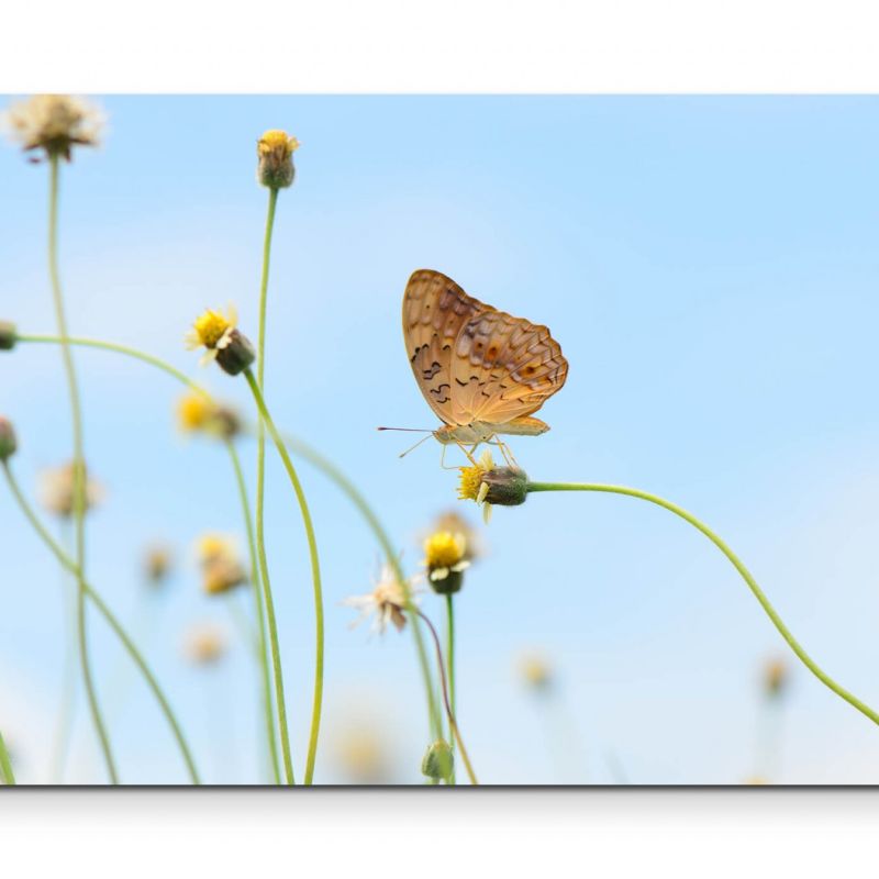 kleiner Leopard Schmetterling auf Blume – Leinwandbild