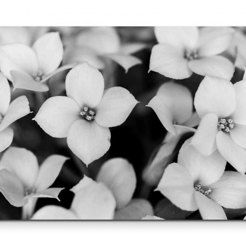 Schwarz-Weiße Blüten – Leinwandbild