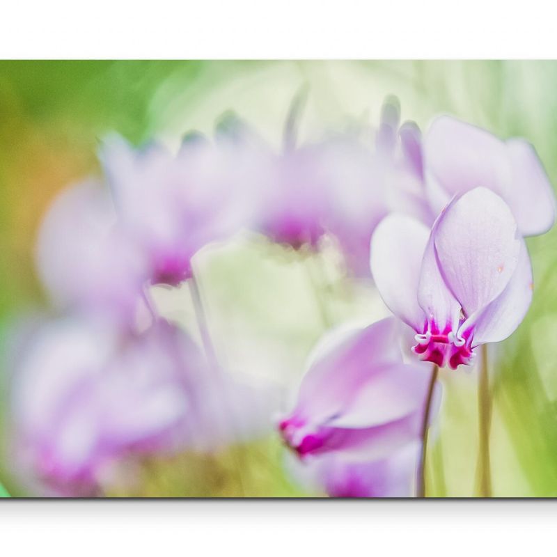 Rosa Alpenveilchen  Sommerwiese – Leinwandbild