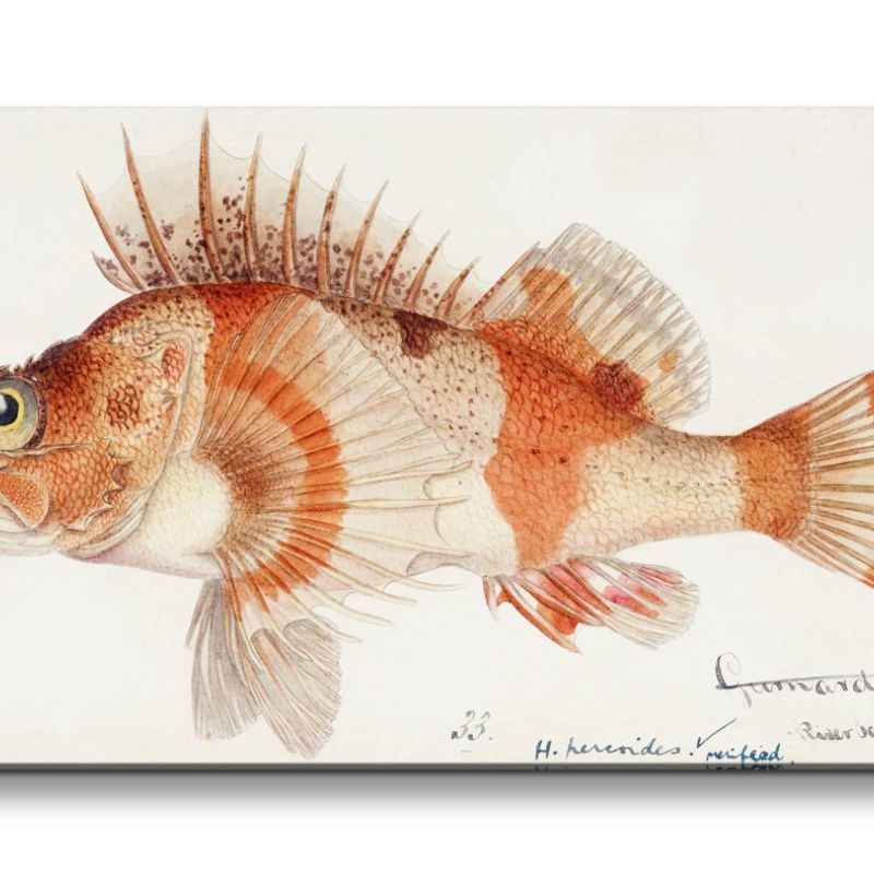 Remaster 120x60cm Vintage Illustration Fisch Evolution Kunstvoll Dekorativ