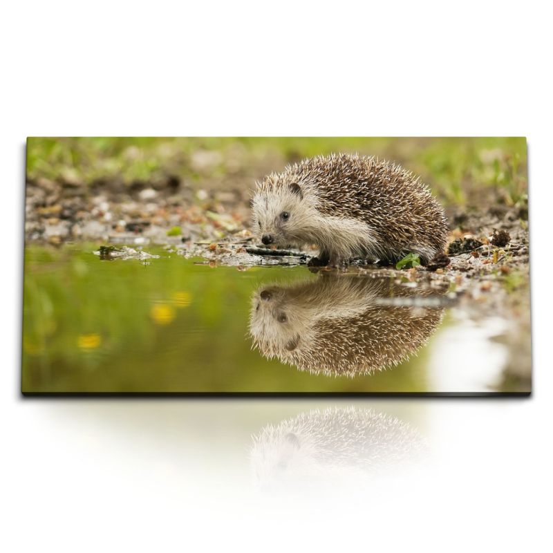 Kunstdruck Bilder 120x60cm Igel Wasser Teich Natur Tierfotografie Grün