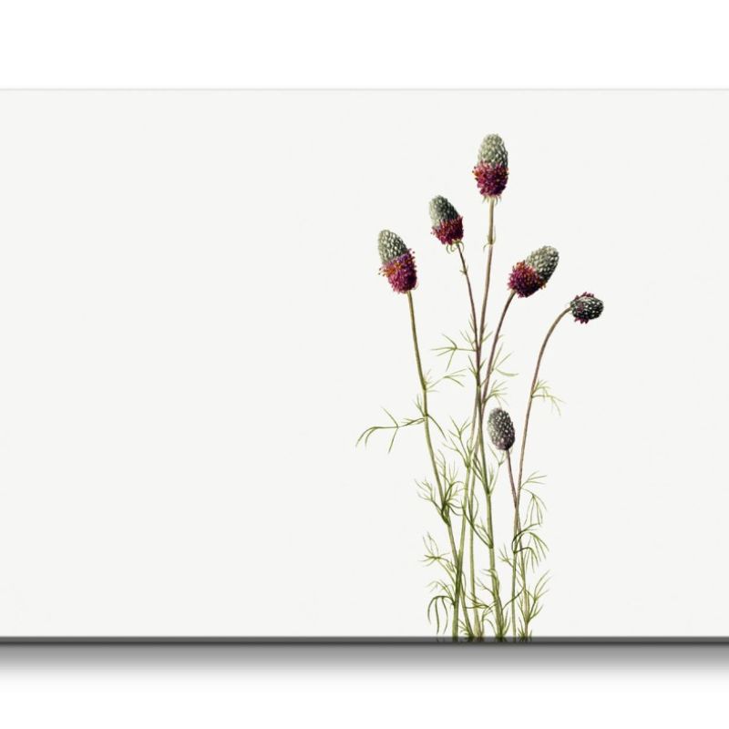 Remaster 120x60cm Botanische Vintage Illustration Purpur Kuhnistera Minimal Dekorativ