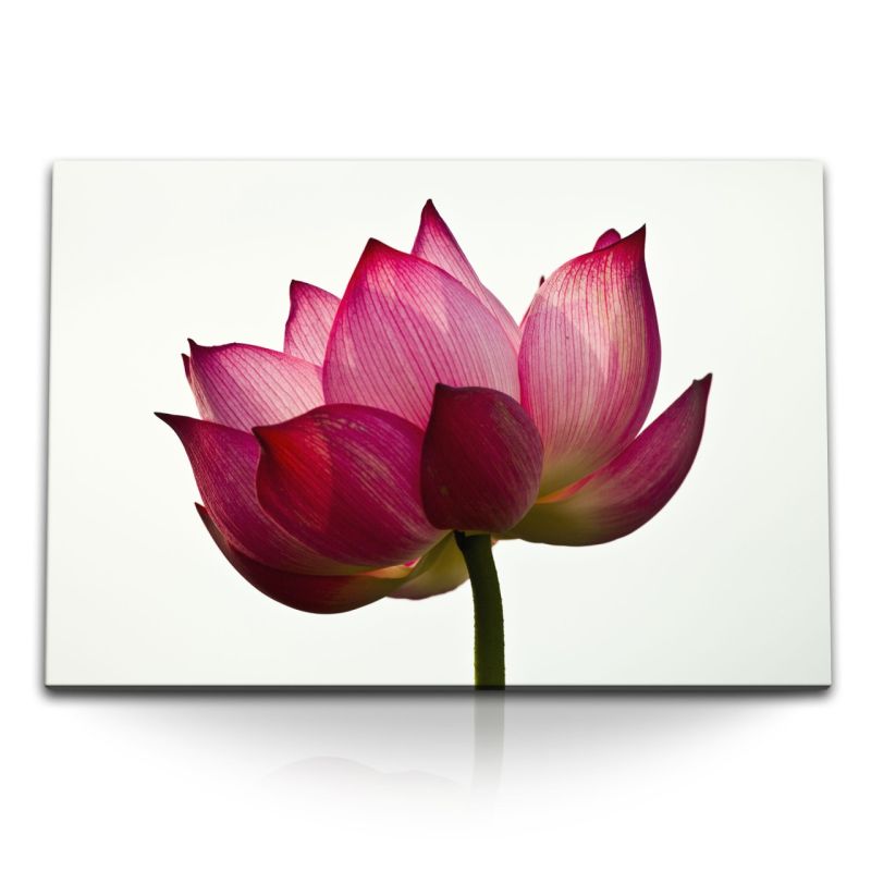 120x80cm Wandbild auf Leinwand Rote Lotusblume Lotus Lotusblüte Blume