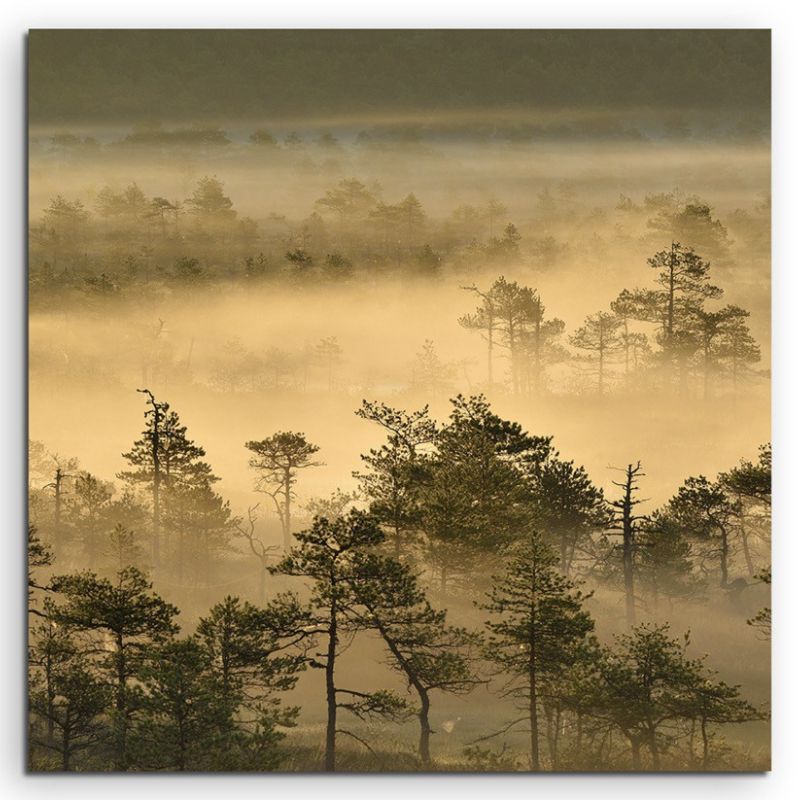 Landschaftsfotografie – Goldener Waldmorgen bei Sonnenaufgang auf Leinwand