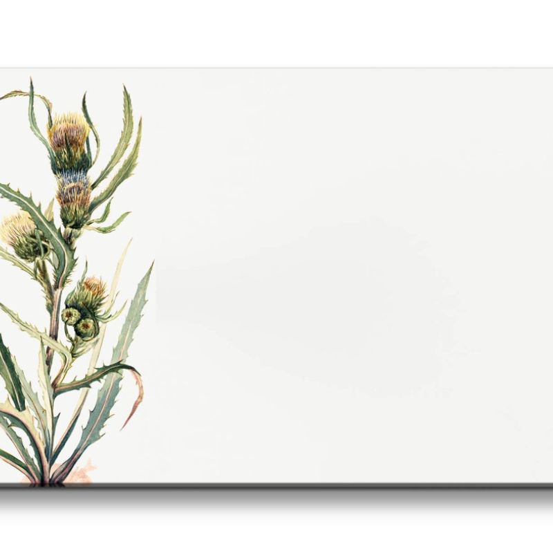 Remaster 120x60cm Botanische Vintage Illustration weiße Distel Minimalistisch Dekorativ